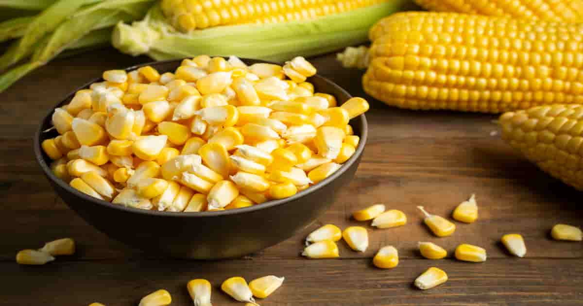 मधुमेहात मका खावा का? मक्याचे कणीस खाण्याचे फायदे व खबरदारी